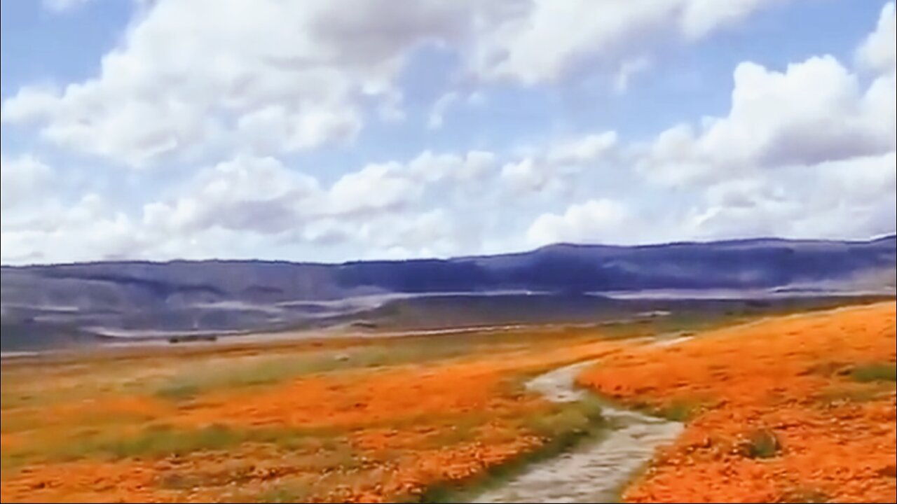 antelope valley california poppy reserve