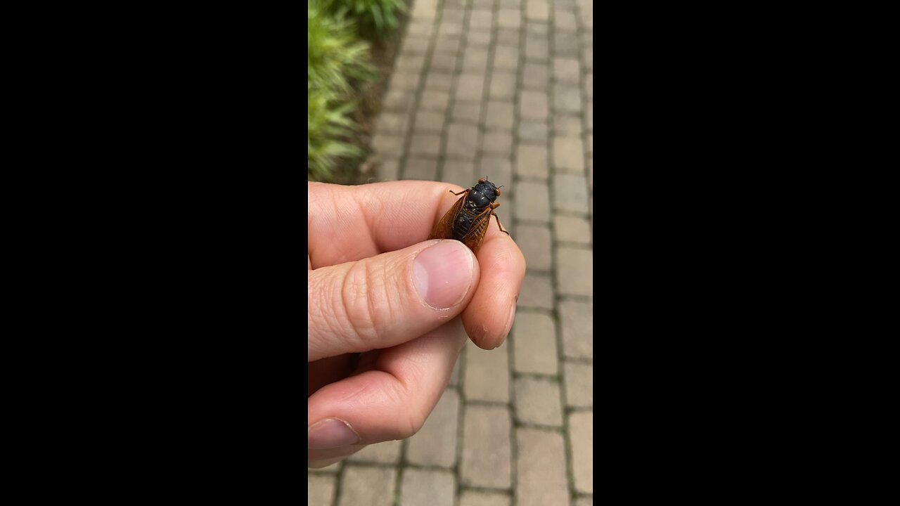 Brood X Cicada