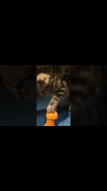 cute animals #short #shorts #cute animals 109