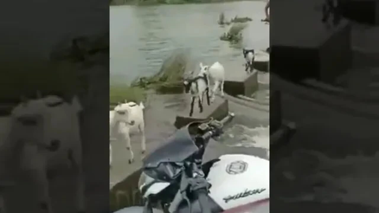 அறிவின் ஜீவி