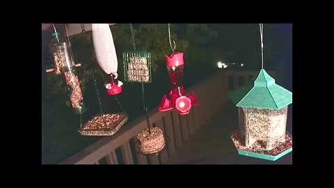 Live Bird Feeder in Asheville NC. In the mountains. Aug. 28 2021