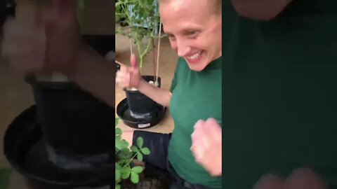 Jenny’s SUPER EXCITED about her PEANUT PLANT BLOSSOMING! 🧑‍🌾🥜❤️ #shorts #viral #tiktok