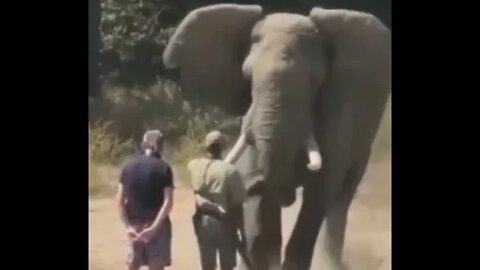 Elephant attacks people - Amazing animals