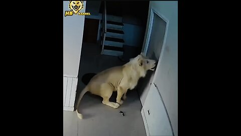 A lion enters into a residential building 😱and trying to enter into a house