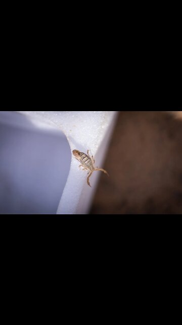 When a scorpion walks through camp | Canon R6 + RF 35mm 1.8 #shorts