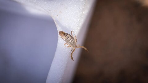 When a scorpion walks through camp | Canon R6 + RF 35mm 1.8 #shorts