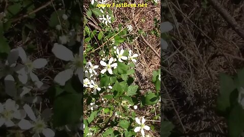 Billions of Blackberry Flowers