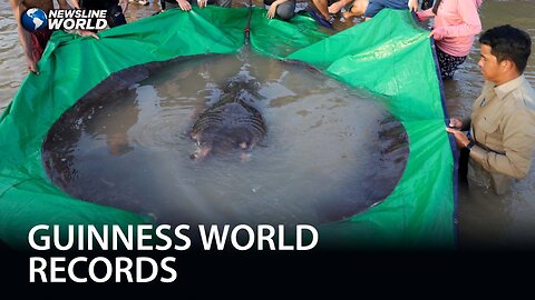 Stingray in Cambodia clutches record as world's largest freshwater fish