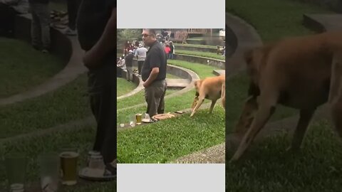 Professional vs Novice. . 🐕🐾🤪😝😂