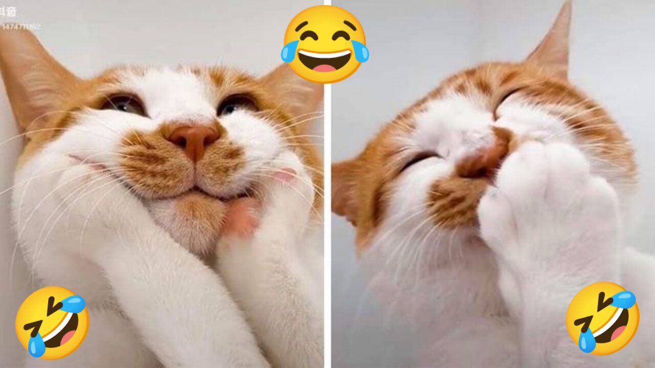 Funny cats videos 😂😂😂 | Watch their Reactions