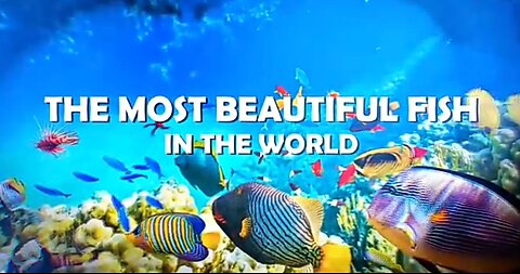 The Most BEAUTIFUL FISHES In The World 🦈🐟🐠