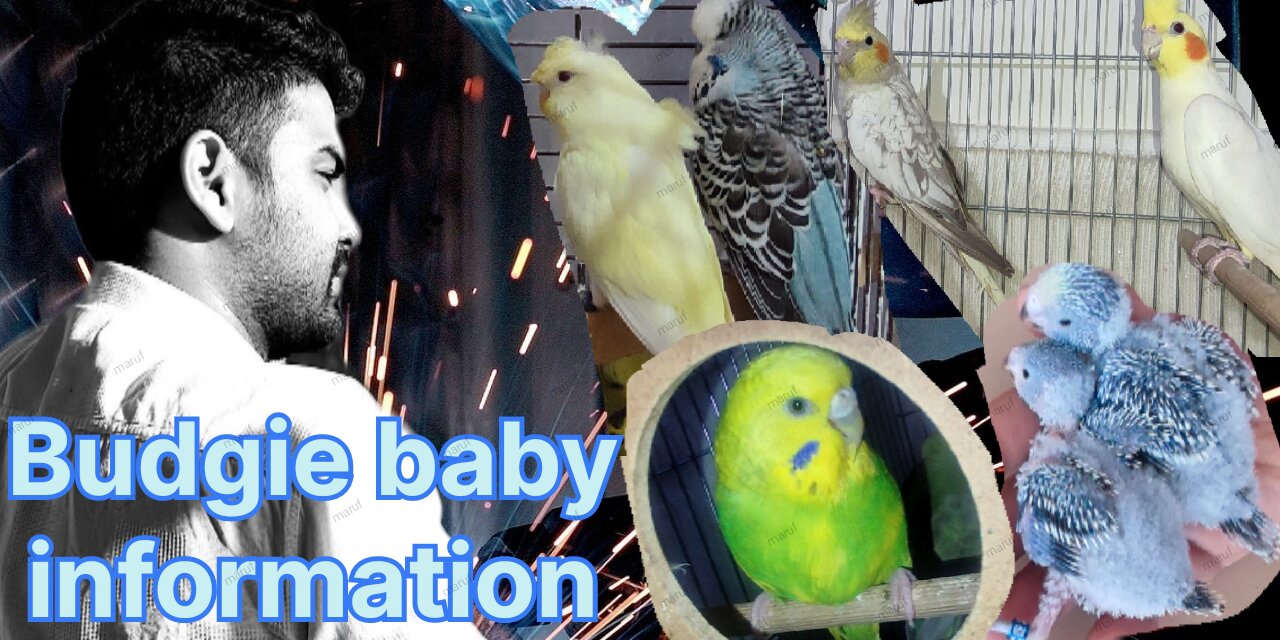 Cockatiel Singing Sounds