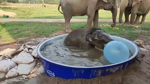 🐘 Elephants take their Baby to play in the water