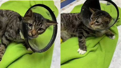This guy is treat sick cat like this