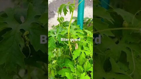 Plant of biter guard#subscribe #short #lifeinoman #oman #support
