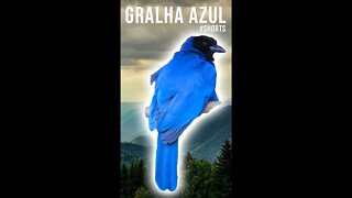 Canto da GRALHA AZUL [Cyanocorax Caeruleus] #shorts