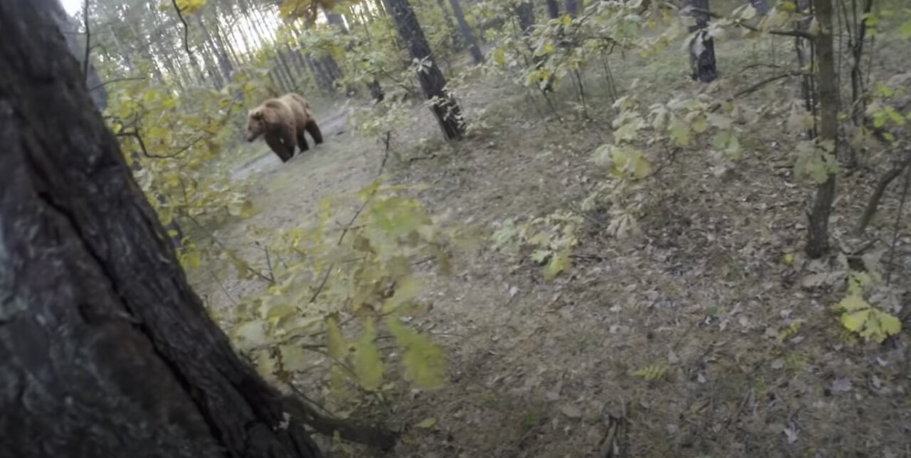 Bear Attack while bike riding!