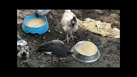 Evening routine putting chicks, ducklings and Guinea fowl keet to bed