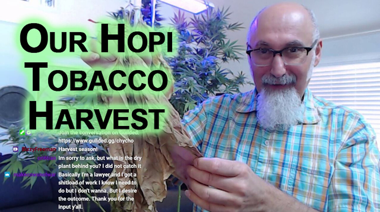 Our Hopi Tobacco Harvest: 1000 Year Old Tobacco, Nicotiana Rustica, Strong/Aztec Tobacco