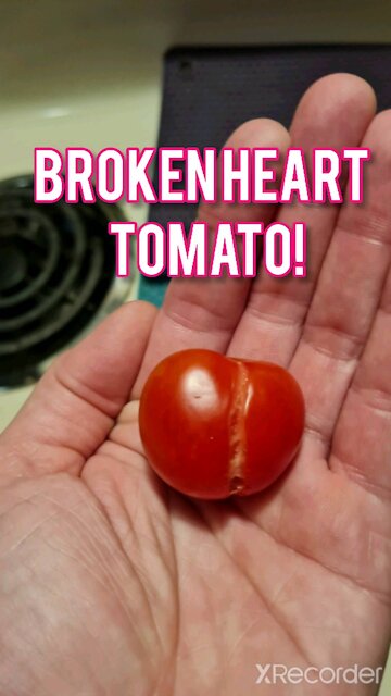 BROKEN HEART TOMATO