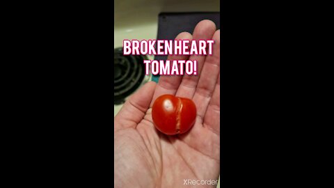 BROKEN HEART TOMATO