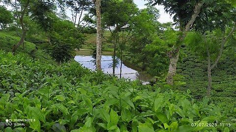 Tea Garden in Bangladesh