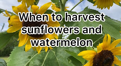 How to pick ripe watermelon , when to harvest sunflowers