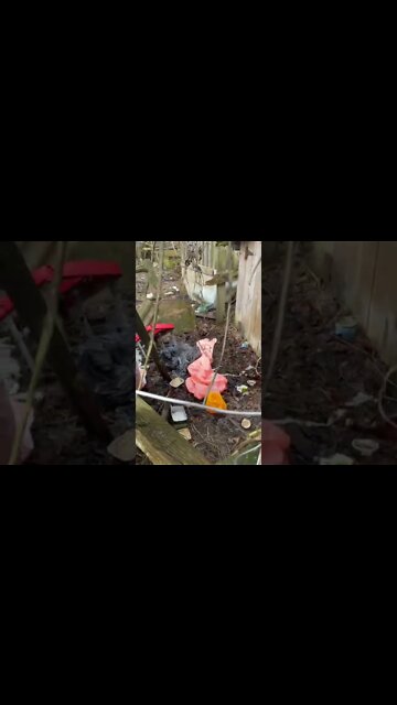 #shorts #2022 funny,prank,funjokes,dad jokes,funny memes,funny video,fun,laughing,funny animal,knock