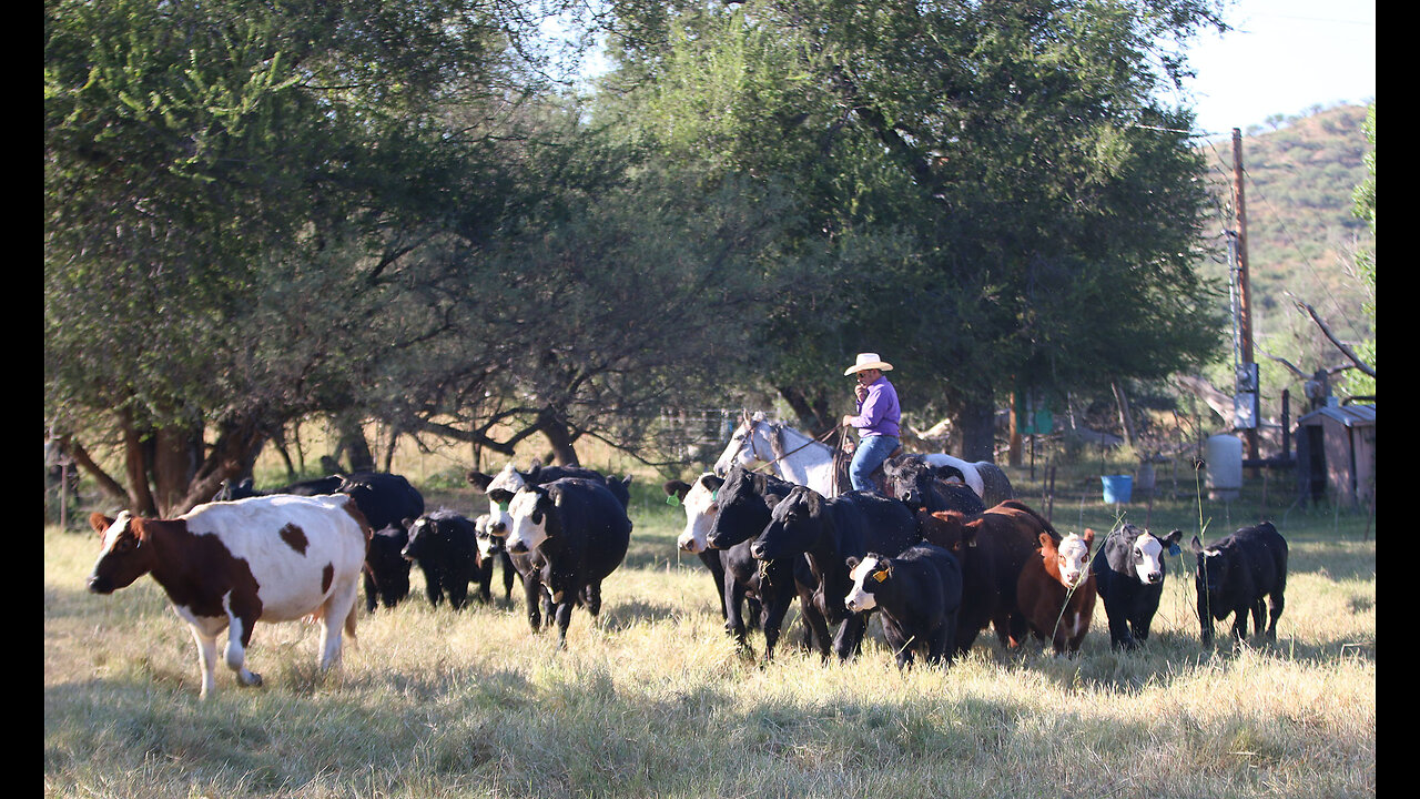 Ranchers Warn About Record Drop In Cattle Production As Retailers Prepare For Awful Meat