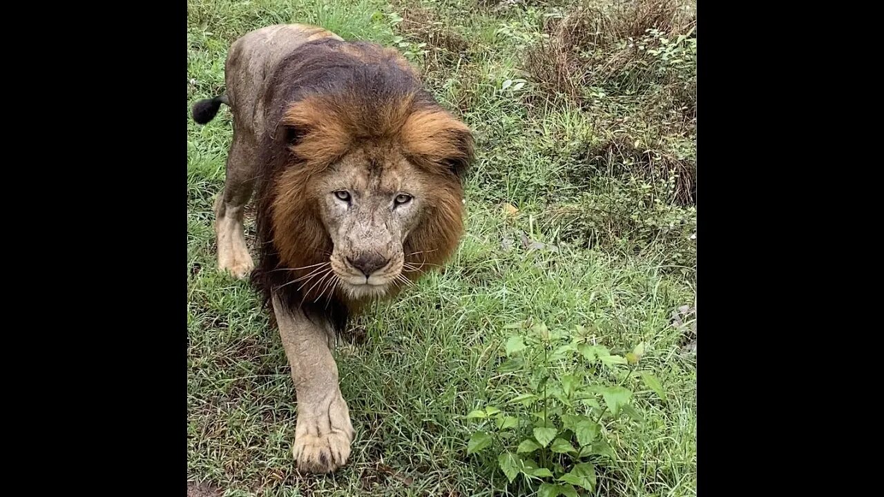 Lion closeup #shorts#lion #reels