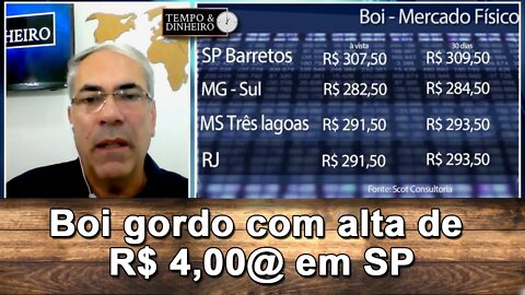 Boi gordo com escalas curtas e alta de R$ 4,00@ em SP e no curto prazo na B3