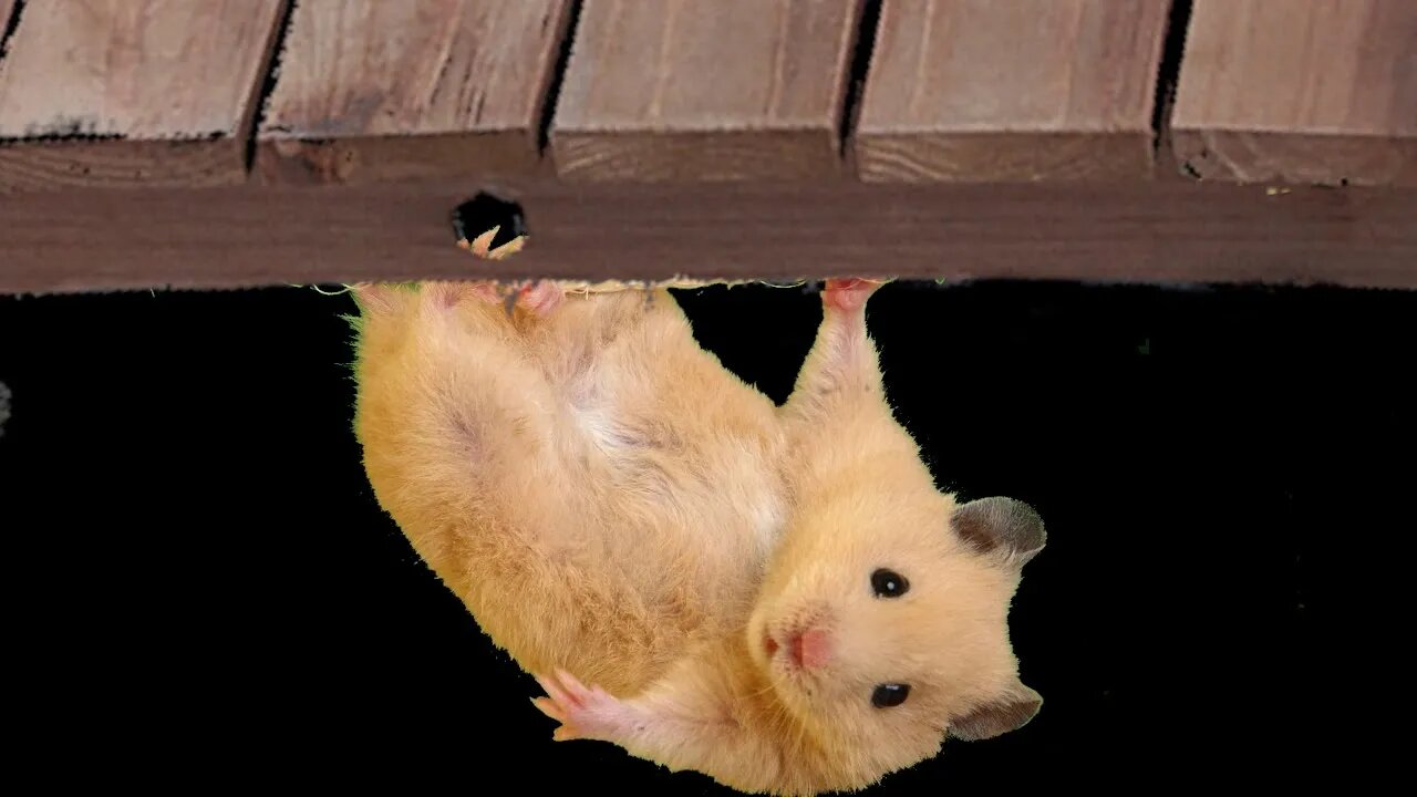 The Rathide Slingshot - YEET - Art of the Roll
