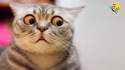 Funny Cats | LAUGH YOUR HEAD OFF | Funny Cats Compilation