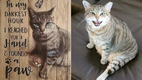 How I Met My Kitteh