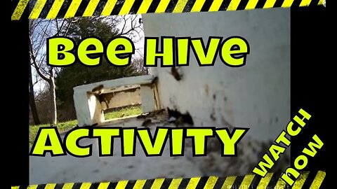 Honey Bee Hive Cam - See The Bees Up Close! #beekeeping #honeybees #beekeeper #beehive #bees #bee