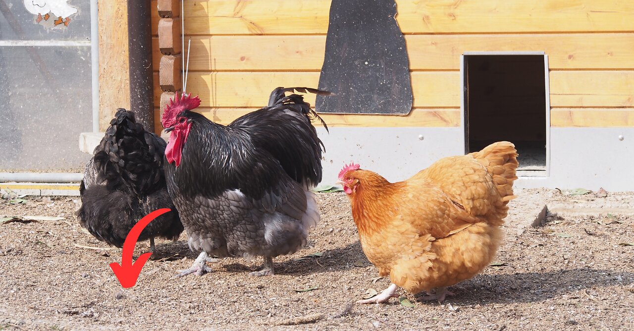 Can Chickens Eat Watermelon Rind? | Exploring Safe Poultry Treats