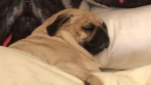 Bedtime mannequin challenge for dogs and guinea pigs