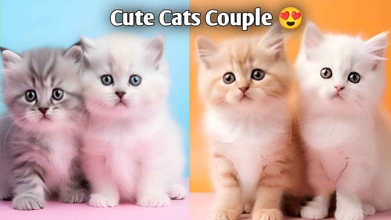 Cute Cats Couple Playing Compilation For Laugh Part 1