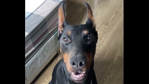 Doberman has brain fart 💨