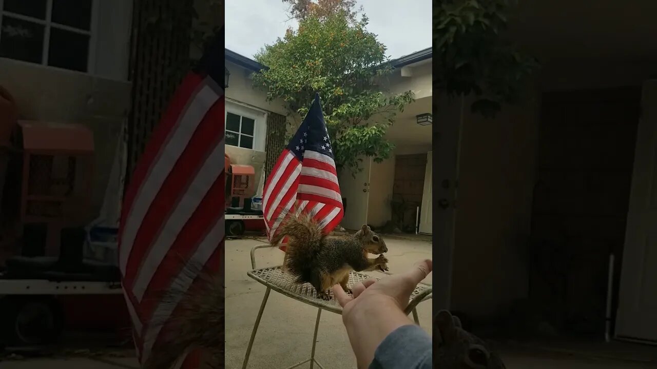 Spider-man needs an animal side kick!