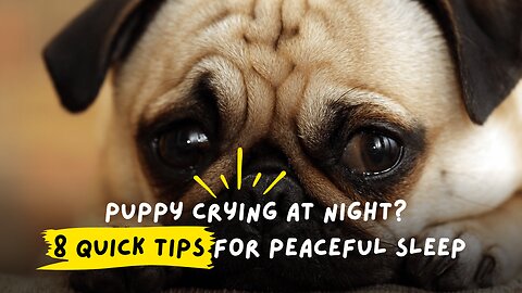 Puppy Crying at Night? 8 Quick Tips for Peaceful Sleep