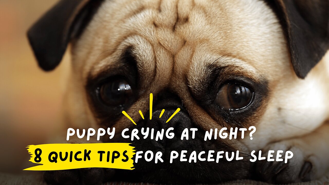 Puppy Crying at Night? 8 Quick Tips for Peaceful Sleep