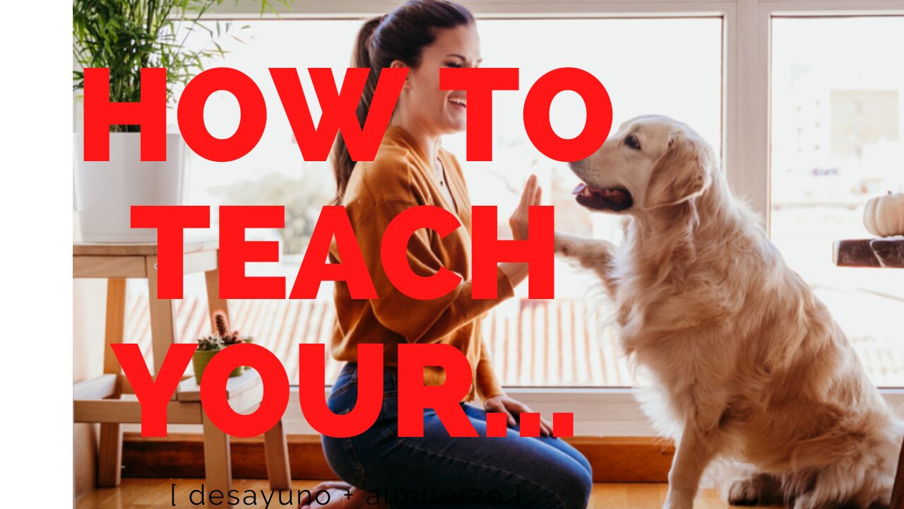 HOW TO TEACH YOUR PUPPY THE 5 BASIC COMMANDS.