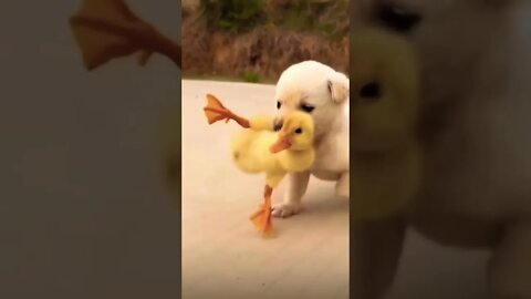 Wow How cute 😂❤️ please get this viral | #viral | #funnydogs | #trending | #shorts