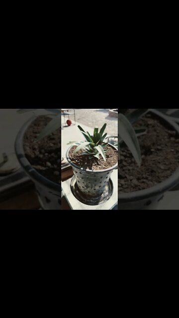 #pineapple grown in a pot!