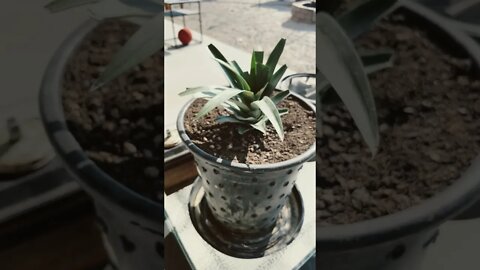 #pineapple grown in a pot!