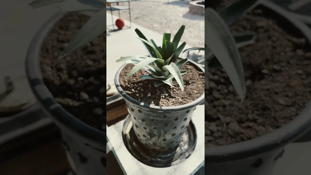 #pineapple grown in a pot!