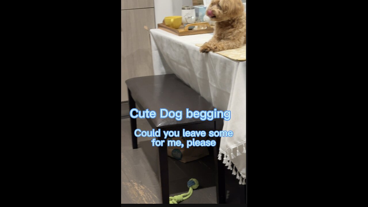 Cute dog begging/ Funny pet talking