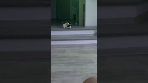 Katzen spielen 🤪🤪