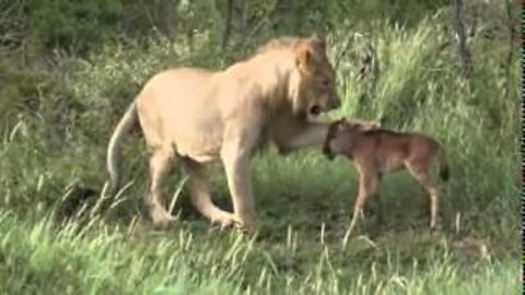 A lioness goes against nature and takes a young wild calf to his herd in #Tanzania